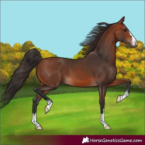 Horse Color:Bay 