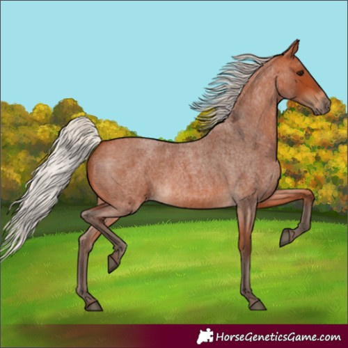 Horse Color:Silver Bay Roan 