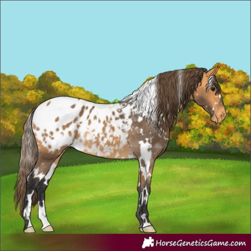 Horse Color:White Spotted Buckskin Appaloosa 