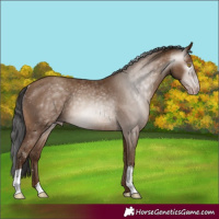 Horse Color:Gray Amber Champagne Rabicano 