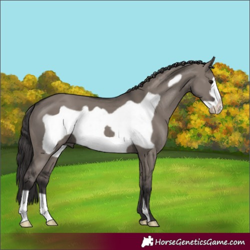 Horse Color:Smoky Grullo Frame 