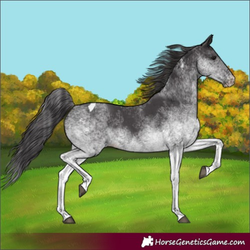Horse Color:White Spotted Smoky Black Tobiano 