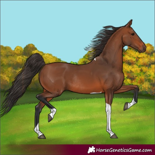 Horse Color:Bay Tobiano Rabicano 