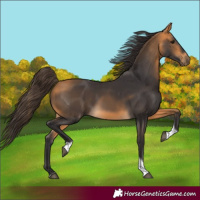 Horse Color:Buckskin Tobiano 