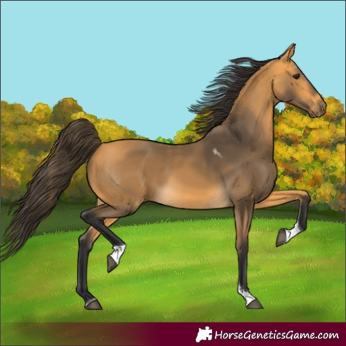 Horse Color:Buckskin Tobiano Rabicano 