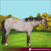 Horse Color:Liver Red Dun Roan Rabicano