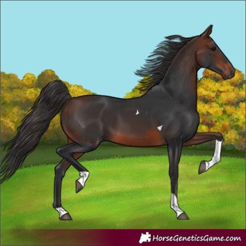 Horse Color:Brown Tobiano 