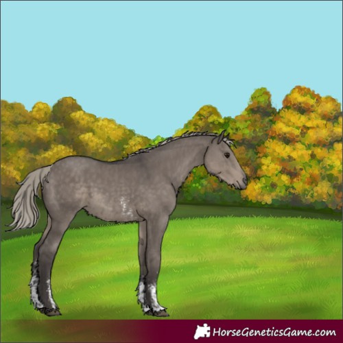 Horse Color:Silver Smoky Grullo Mushroom Sabino 
