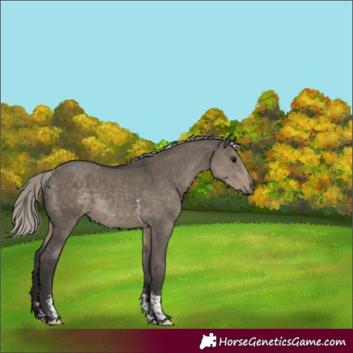 Horse Color:Silver Smoky Grullo Mushroom Sabino 