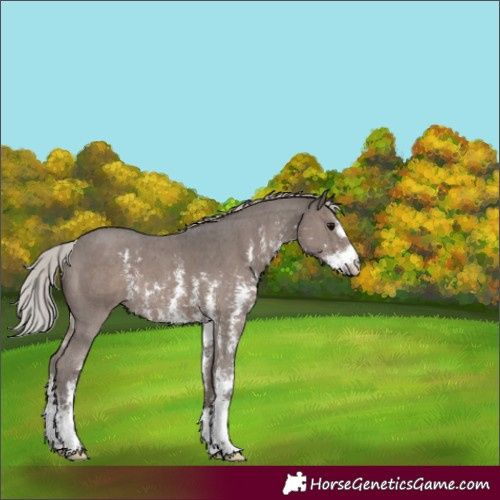 Horse Color:Silver Black Mushroom Sabino 