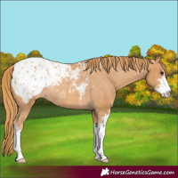 Horse Color:Chestnut Sabino Blanket Rabicano