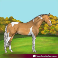 Horse Color:Silver Buckskin Tobiano 