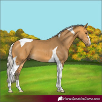 Horse Color:Silver Buckskin Tobiano 