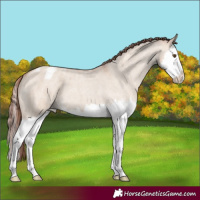 Horse Color:Chocolate Classic Champagne Roan Dun Splash Appaloosa 