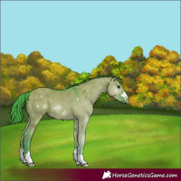 Horse Color:Watercolor Smoky Grullo 