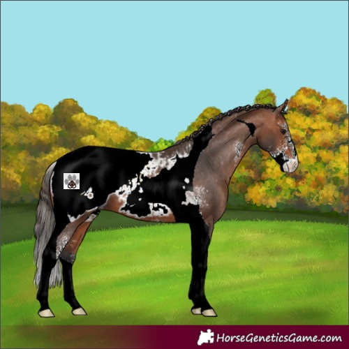 Horse Color:Bay Sabino Tobiano Appaloosa 