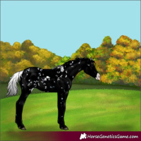 Horse Color:Plaid  Blue Onyx Sabino Rabicano 