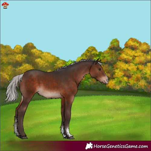 Horse Color:Silver Brown Mushroom Sabino 