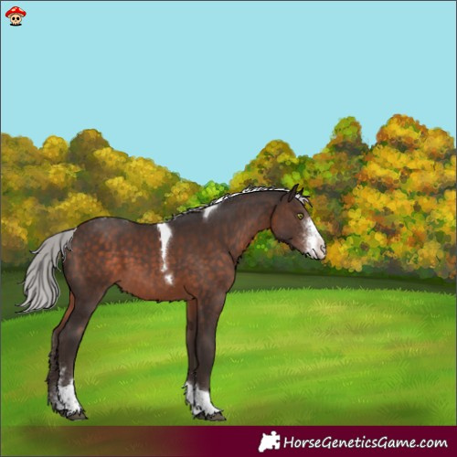Horse Color:Silver Brown Mushroom Sabino Tobiano 