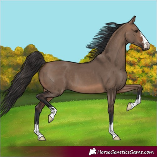 Horse Color:Brown Dun 