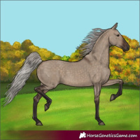 Horse Color:Silver Brown Dun