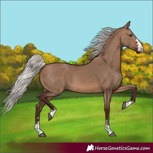 Horse Color:Silver Brown Dun 