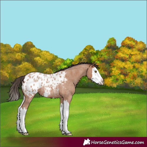 Horse Color:Bay Roan Splash Blanket 
