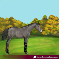 Horse Color:Grullo Sabino Tobiano 
