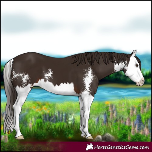 Horse Color:Liver Chestnut Sabino Splash