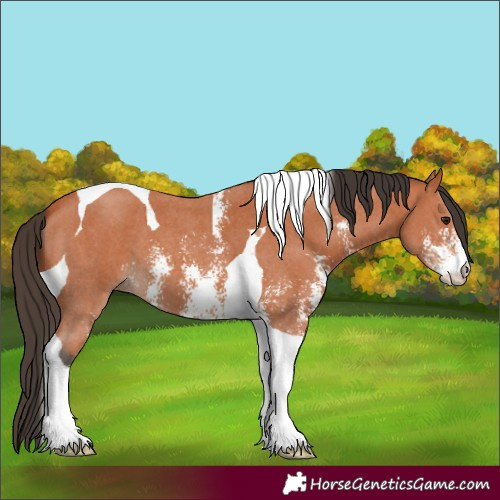Horse Color:Bay Sabino Tobiano 