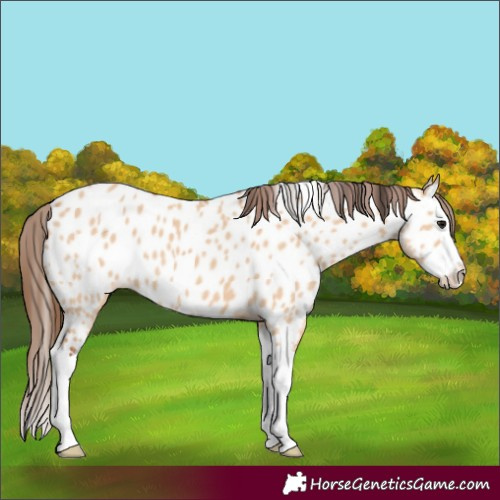 Horse Color:Bay Dun Splash Appaloosa