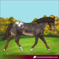 Horse Color:Liver Chestnut Appaloosa 