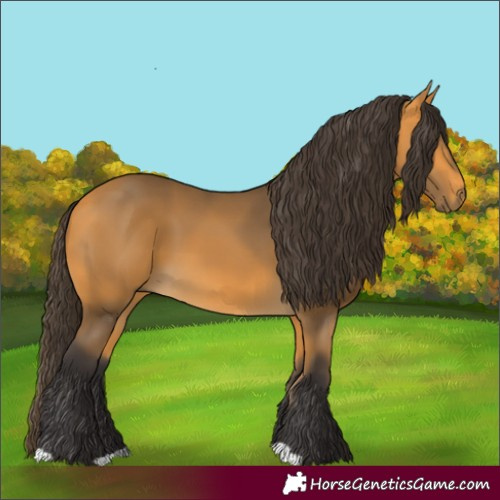 Horse Color:Buckskin
