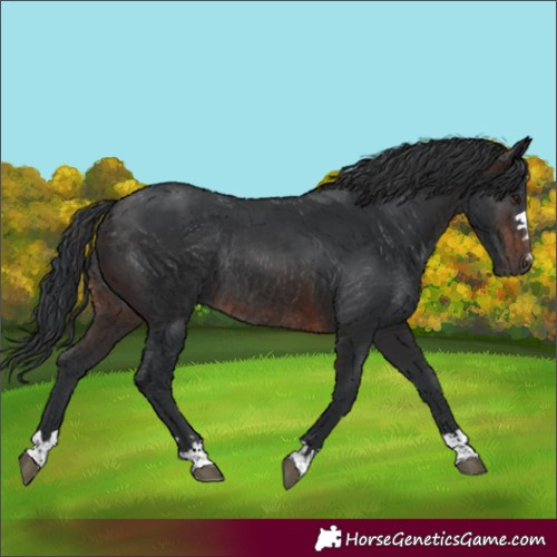 Horse Color:Brown Rabicano 