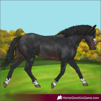 Horse Color:Brown Rabicano 