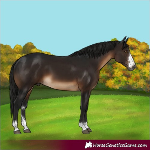 Horse Color:Gray Brown