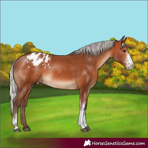 Horse Color:Silver Brown Sabino Appaloosa