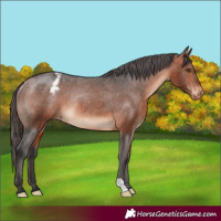 Horse Color:Brown Varnish Rabicano 