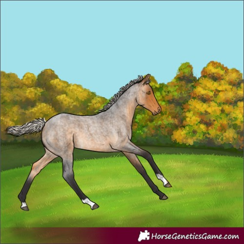 Horse Color:Silver Buckskin Roan 