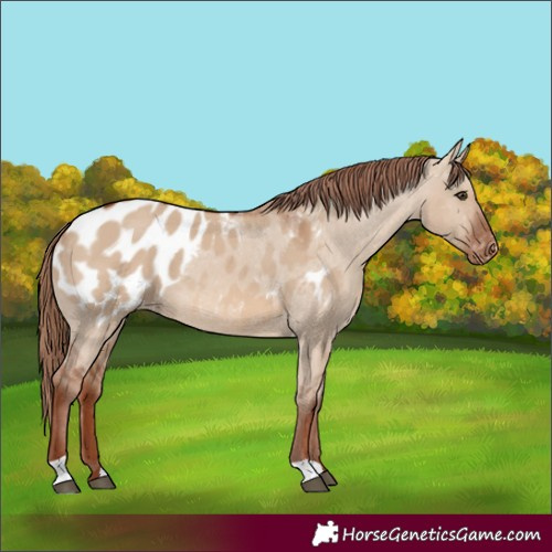 Horse Color:Red Dun Blanket 