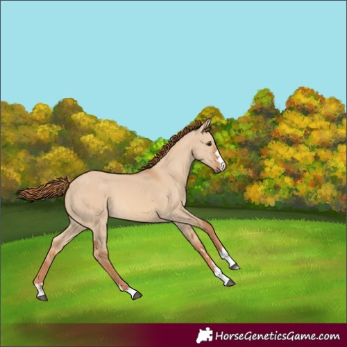 Horse Color:Red Dun 