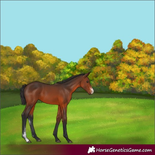 Horse Color:Brown Sabino