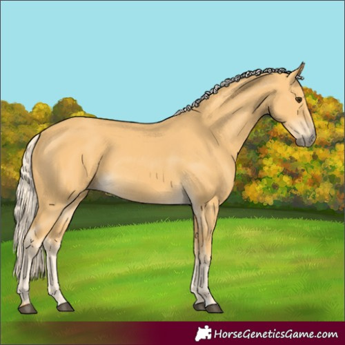 Horse Color:Palomino