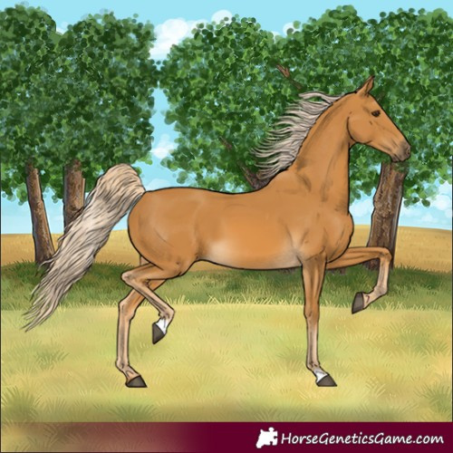 Horse Color:Palomino 