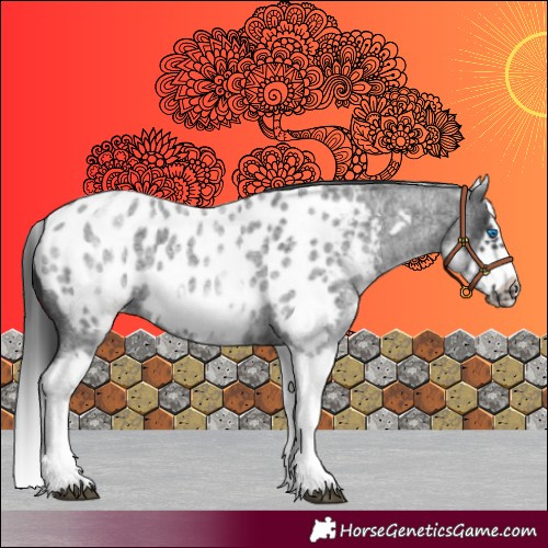 Horse Color:White Spotted Blue Roan Splash Frame Appaloosa 