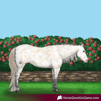 Horse Color:Buckskin Near Leopard 