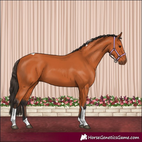 Horse Color:Bay Tobiano 