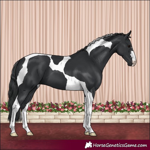 Horse Color:Black Tobiano 