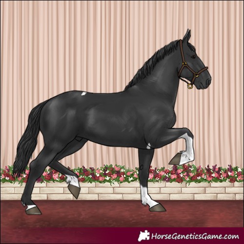 Horse Color:Black Tobiano 
