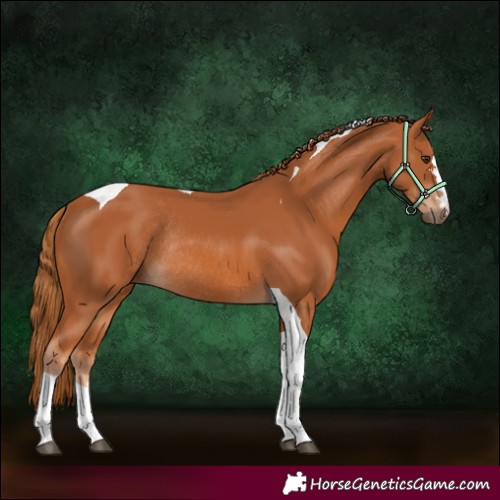 Horse Color:Chestnut Tobiano Rabicano 